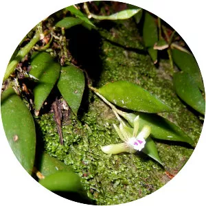 Dendrobium pugioniforme - 