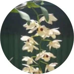 Dendrobium pulchellum