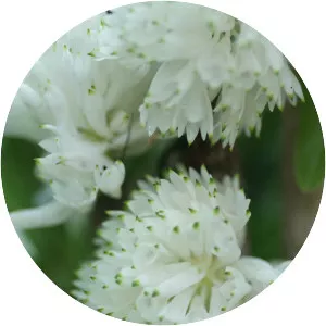 Dendrobium purpureum - 