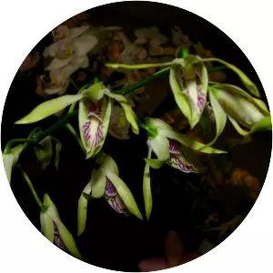 Dendrobium rennellii