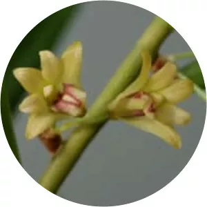 Dendrobium salaccense - 