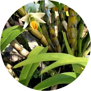 Dendrobium scabrilingue