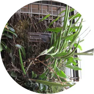 Dendrobium schoeninum - 