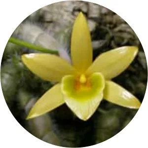 Dendrobium senile