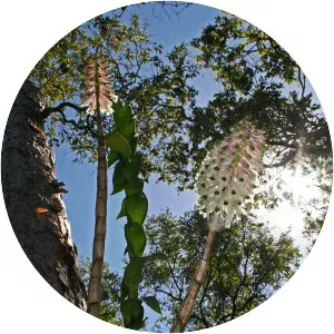 Dendrobium smillieae - 