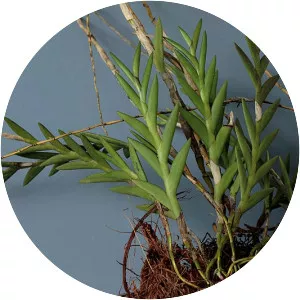 Dendrobium spatella - 