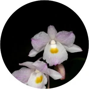 Dendrobium spathilingue