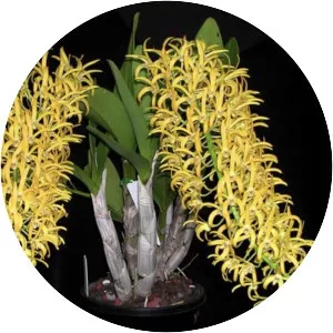Dendrobium speciosum - Plants