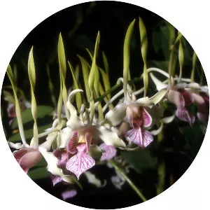 Dendrobium stratiotes - 