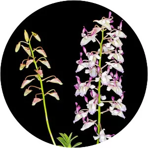 Dendrobium taurinum