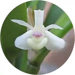 Dendrobium taylorii