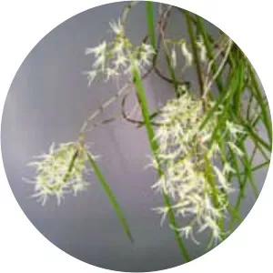 Dendrobium teretifolium - 