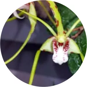 Dendrobium tetragonum