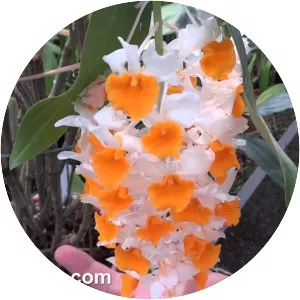 Dendrobium thyrsiflorum - Plants