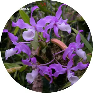 Dendrobium tortile