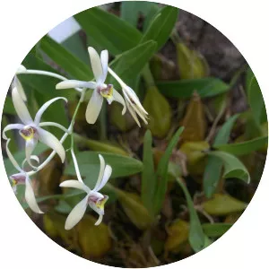 Dendrobium triflorum - 