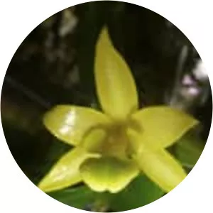 Dendrobium trigonopus