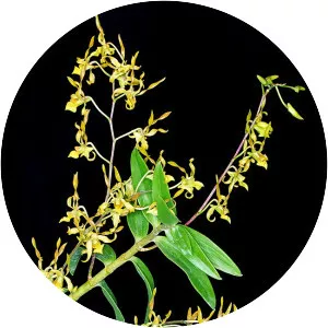 Dendrobium trilamellatum - 
