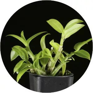 Dendrobium trinervium - 