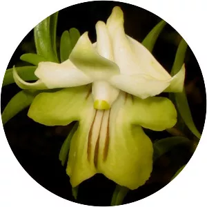 Dendrobium uniflorum