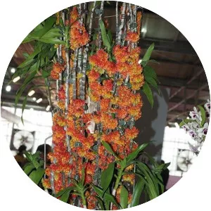 Dendrobium × usitae - 