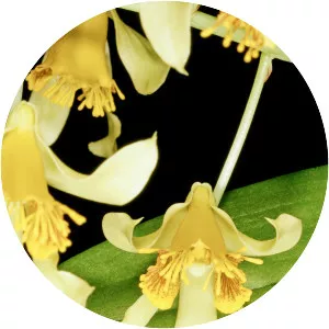 Dendrobium venustum - 