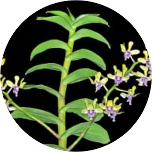 Dendrobium violaceoflavens - 
