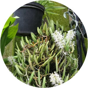 Dendrobium wassellii