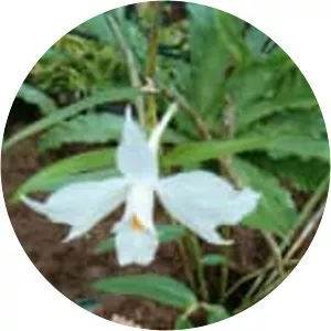Dendrobium wattii - Plants