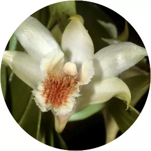 Dendrobium williamsonii