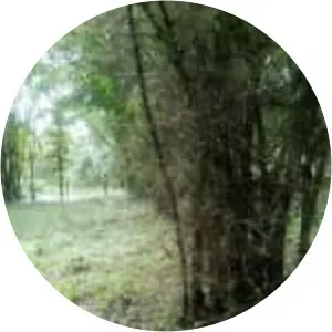 Dendrocalamus hamiltonii - 