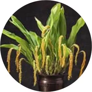 Dendrochilum magnum - Plants