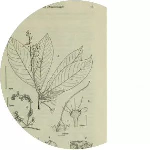 Dendrocnide stimulans - 