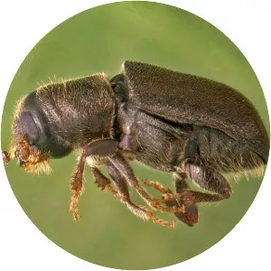 Dendroctonus brevicomis - 