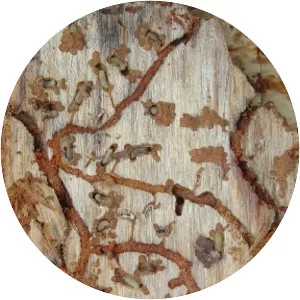 Dendroctonus frontalis