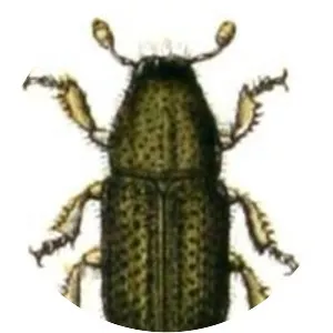 Dendroctonus