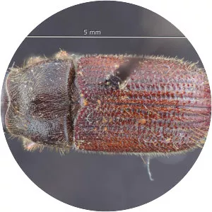 Dendroctonus pseudotsugae