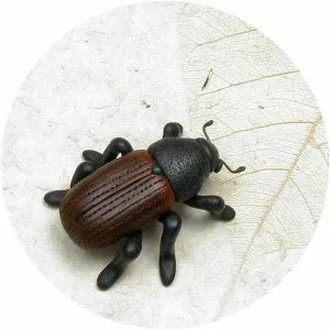 Dendroctonus rufipennis - 