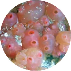 Dendrodoa grossularia - 