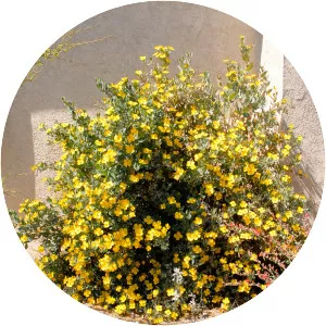 Dendromecon harfordii - Plants