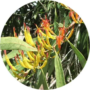 Dendrophthoe glabrescens - 