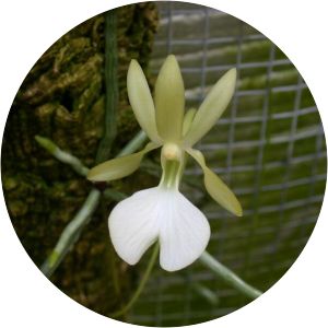 Dendrophylax fawcettii