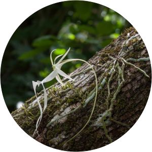 Dendrophylax lindenii