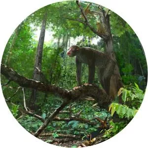 Dendropithecus - 