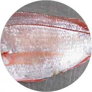 Dentex macrophthalmus - 