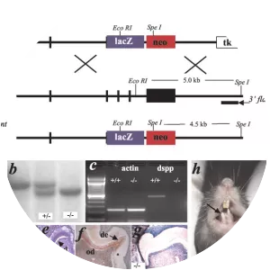 Dentin sialophosphoprotein