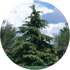 Deodar cedar - Plants