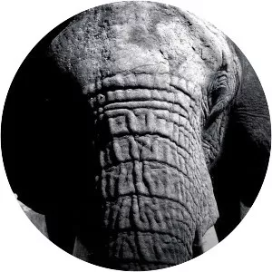 Depredadores - TV program