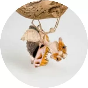 Deroplatys lobata - Insect