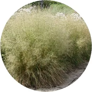 Deschampsia cespitosa - Plants